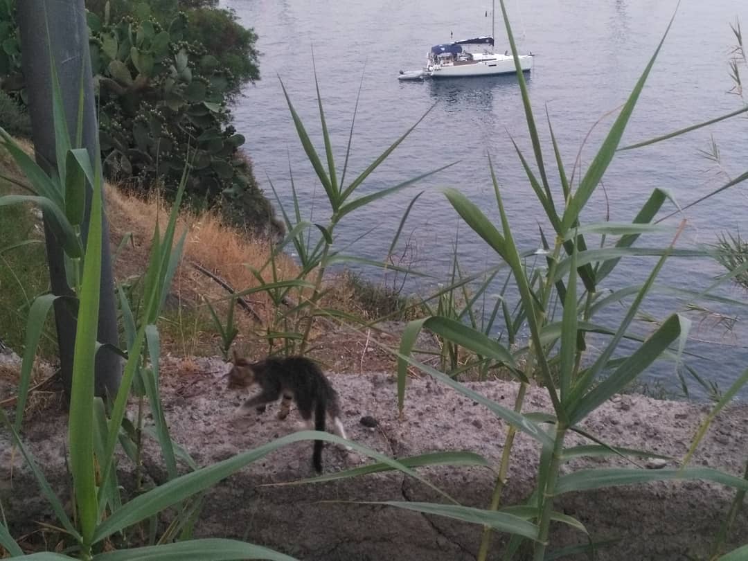 The cat and the yacht